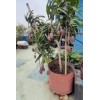 Homegarden Mango Live Tropical Fruit Tree 12”-25” Grafted Mango Tree