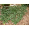 Spreading Japanese Plum Yew - Live Plant - 3 Gallon