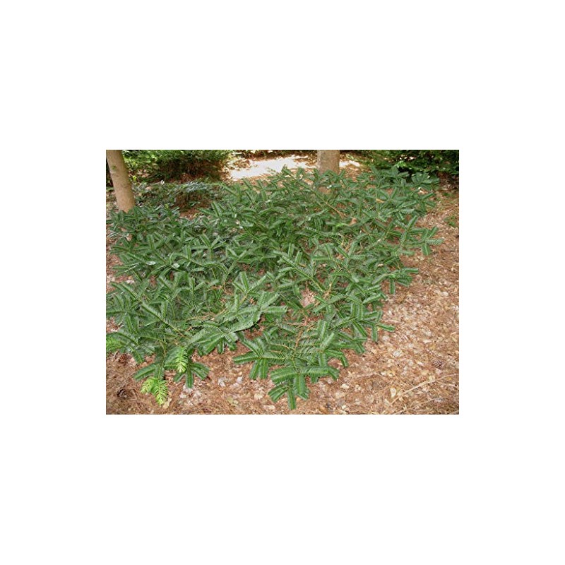 Spreading Japanese Plum Yew - Live Plant - 3 Gallon