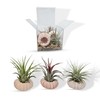 It Blooms Air Plants and Pink Sea Urchin Gift Pack