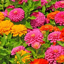 Back To Nature Seed Company Zinnia California Giant Flowers - Seeds - Organic - Non Gmo - Heirloom Seeds - 20 Seeds