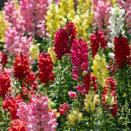 5000+ Mix Snapdragon Flower Seeds for Planting, Beautiful Flowers to Plant in Your Garden; Non-GMO Heirloom Seeds; Wonderful Gardening Gifts