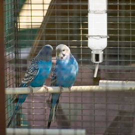 Mipcase 4 Pcs Rabbit Drinker Puppy Kit Bunny Water Food Bowl Automatic Bowl Parakeet Food Guinea Pig Stuff Flat Water Bottles Ferret Toys Pet Automatic Drinking Fountain Plastic Long Tail