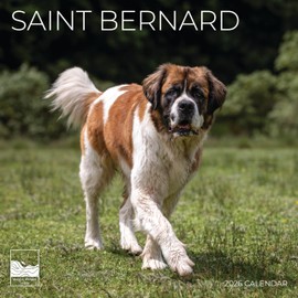 2026 Wall Calendar 12 Month | 12" x 24" Open | Dog Photography Thick & Sturdy Paper for Organizing & Planning | Office Kitchen Decor or Gift | Pacific Waters Press (Saint Bernard)