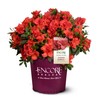 1 Gallon Encore Azalea Autumn Embers Shrub