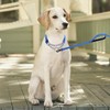 haoyueer Martingale Dog Collar, Stainless Steel Chain, Martingale Collar with
