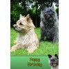 Cairn Terrier Birthday Card