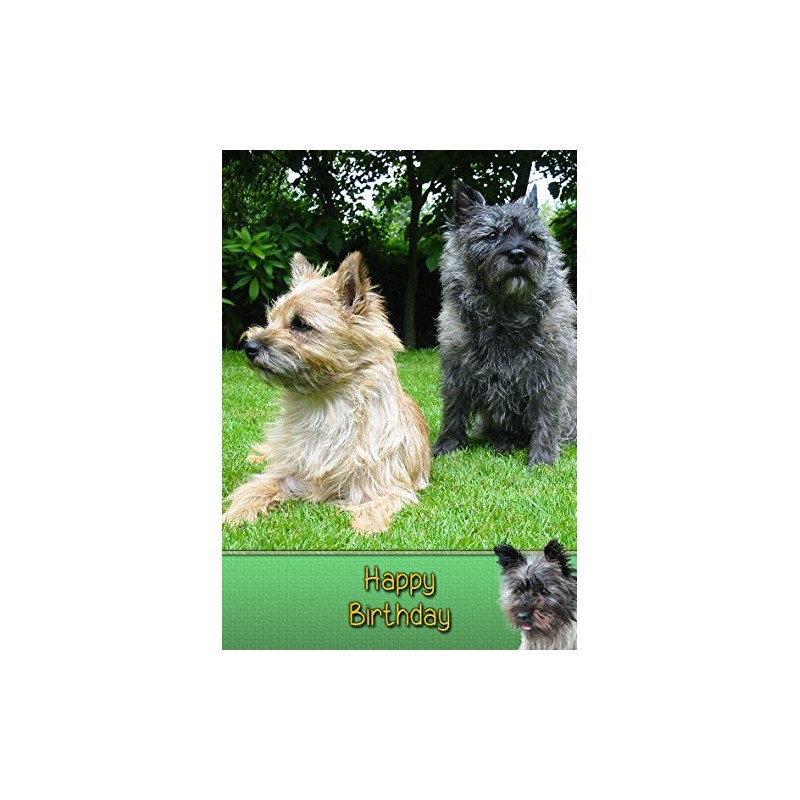 Cairn Terrier Birthday Card