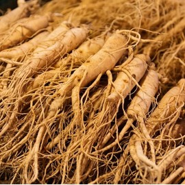 50 Seeds American Ginseng Seeds Precious Medicinal Materials Wild Ginseng