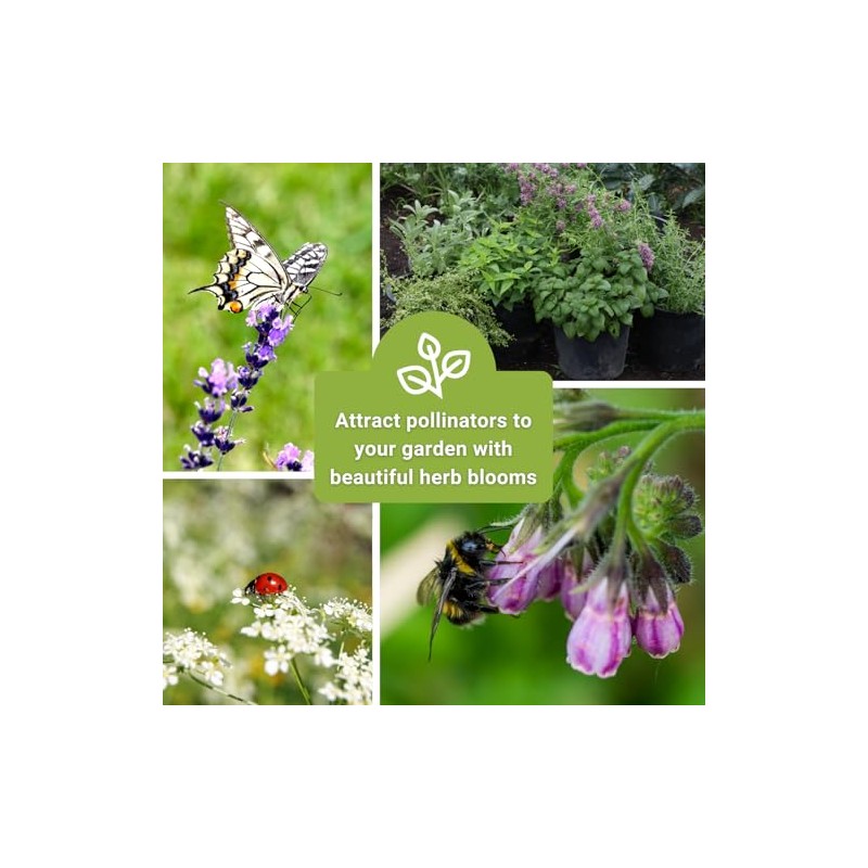 Sow Right Seeds Gran Colección Semillas Hierbas Medicinales Plantar Manzanilla