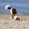 Anny·x Fun Adjustable Dog Harness, Sizes XXS to XL (Goldbells,