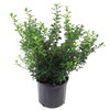 Ilex X meserveae 'Blue Princess' (Blue Holly) Evergreen, #3 -