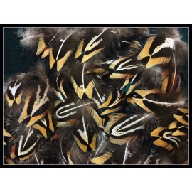 50 Yellow Pheasant Body Feathers From Ringneck Rooster Pheasants