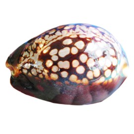 Florida Shells and Gifts Inc. Set of 2 Beautiful Polished Cypraea Mauritiana (Humpback Chocolate Cowrie) Shell Seashell Beach Decor Coastal Cottage