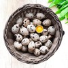 FARM FRESH Quail Eggs *Laid in the U.S.* Hormone Free;