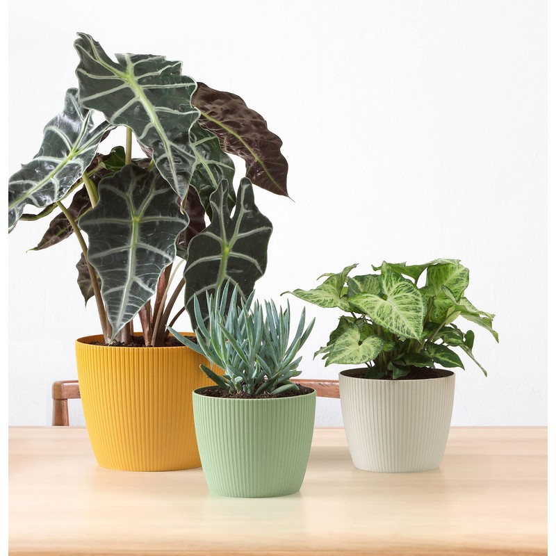 Tymar Flower Pot, Pack Of 2, Round Shape, Planter (2