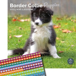 Baker and Bray Border Collie Puppies Calendar 2025, Large Square Wall Calendar With Organisational Stickers, 16 Month, Border Collie Puppies Gift Dog Calendar
