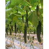 KIRA SEEDS - Cucumber Chinese Miracle - Open-Pollinated - Heirloom