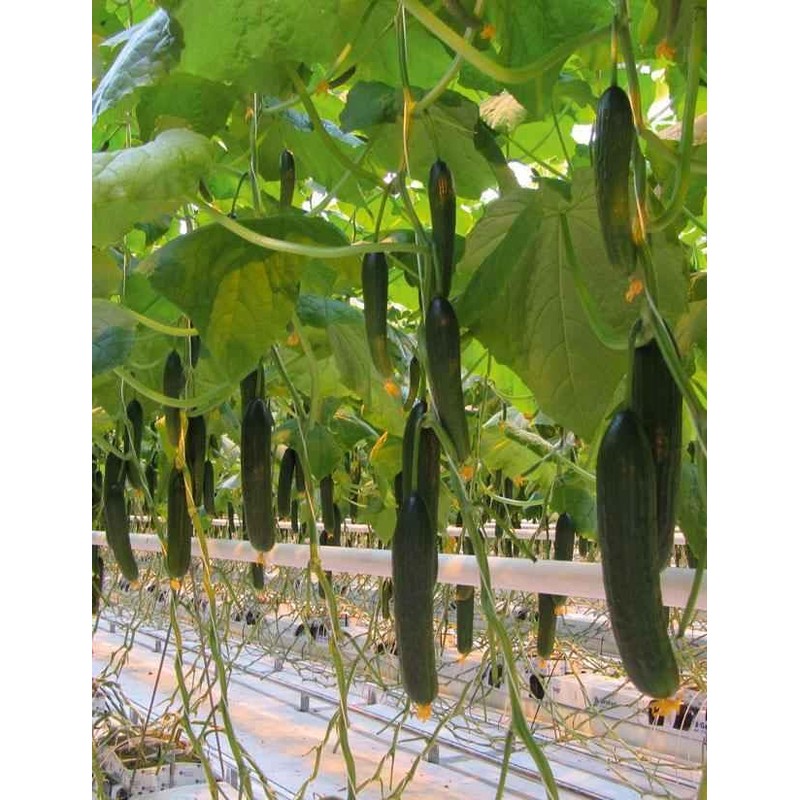 KIRA SEEDS - Cucumber Chinese Miracle - Open-Pollinated - Heirloom