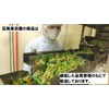 Kurodaya UMASHIO AJI Green Snack Pistachio Delicious Salt Flavor, 8.9