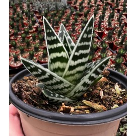 Tiger Aloe (Aloe variegata) - Live Plant - Attracts Hummingbirds - Vibrant Orange, Pink, or Red Flowers