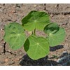 Tip Top Dwarf Nasturtium Seeds - 45 Seeds