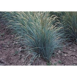 2000 Sherman Big Bluegrass Seeds for Planting 2+ Grams Bunch Grass Seeds Ornamental Native Grass