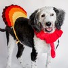 Midlee Turkey Beard & Tail Thanksgiving Dog Costume