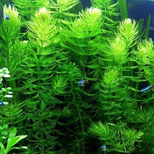 Hornwort Ceratophyllum Live Aquarium Plant Planted Tank Beginner - Buy