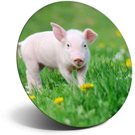 Destination Vinyl ltd Magnet for Refrigerator, Fridge - Cute Little Piglet Pig Pink Farm Animal for Office, Cabinet and Whiteboard, Magnetic Stickers, 14879