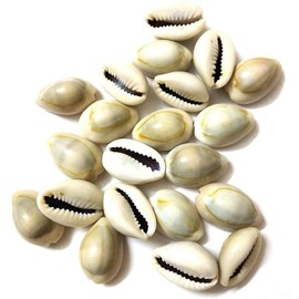 Kodhi Set Kawdi, Kaudi, Kowdi, Cowrie, Koudi, Kodi Set of 21 for Laxmi Pooja/puja Navratri Diwali Deepawali Pooja Item Pack of 21
