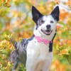 BINGPET Dog Harness, Collar, Leash Set, Dog Harness, Easy to