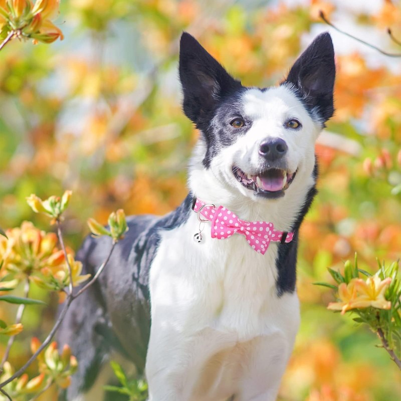 BINGPET Dog Harness, Collar, Leash Set, Dog Harness, Easy to