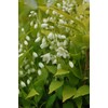 Proven Winners - Deutzia gracilis Chardonnay Pearls (Chardonnay Pearls Deutzia)