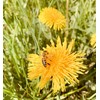 BeekeeiBeck® - 100% Real German Flower Pollen from Own Beekeeping