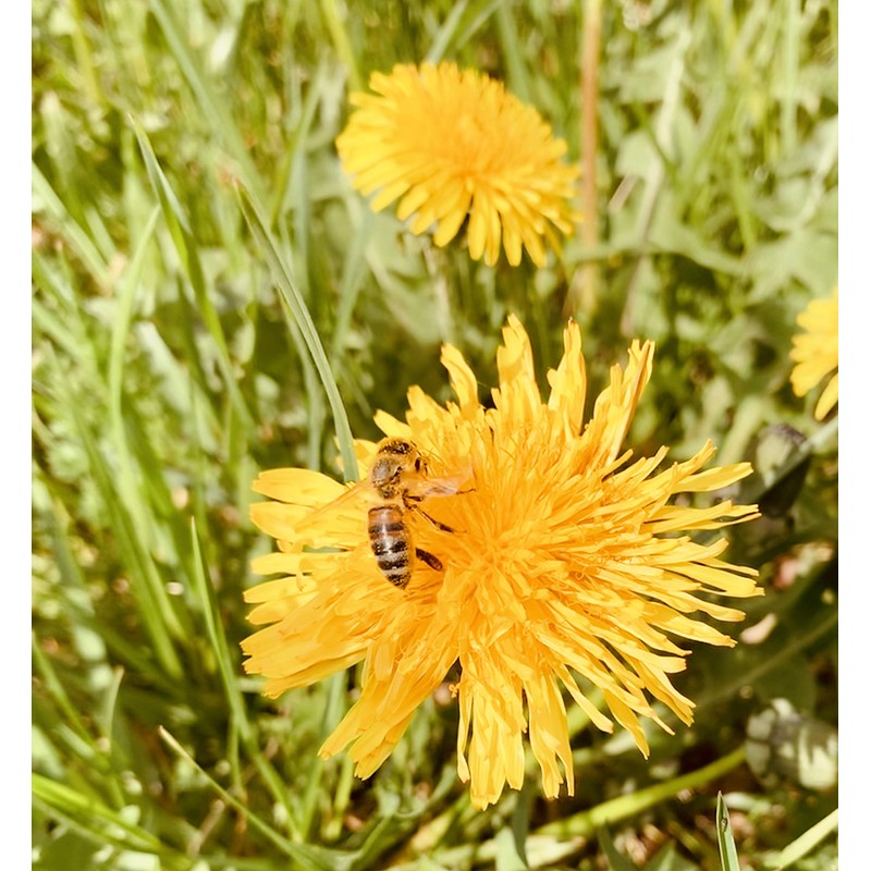 BeekeeiBeck® - 100% Real German Flower Pollen from Own Beekeeping
