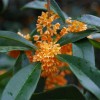 MySeeds.Co Osmanthus fragrans (Sweet Olive) Tree Seeds, Fragrant Flowers -