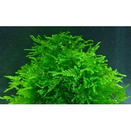 Mixed "Unknown" Moss Live Aquarium Moss Aquatic Plants Tropical Fish Tank - 2 Portions