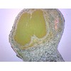 Legume Root Nodule - Prepared Microscope Slide - 75 x