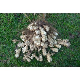 Yumheart Gardens Jerusalem Artichoke EARLY Dwarf Sunray Variety - Organic Sunchoke Sunroot - 5 Tubers
