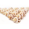 Florida Shells and Gifts 24 Babylonia Areolata Shells 1-1 1/2"