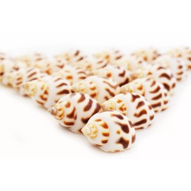 Florida Shells and Gifts 24 Babylonia Areolata Shells 1-1 1/2" Beach Craft Decor Hermit Crab Coastal