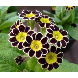 CEMEHA SEEDS - Seeds Primrose Garden Mix Perennial Flowers for Planting