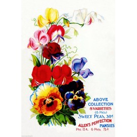 A SLICE IN TIME Allen's Pansies Vintage Flowers Seed Packet Catalogue Advertisement Poster