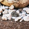 com-four® Key Stone, Stone with Secret Compartment, Key Hiding Place