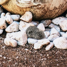 com-four® Key Stone, Stone with Secret Compartment, Key Hiding Place in a Stone Look, Geocaching Stone