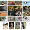 Bear and Bee 100 Animal Postcards with 100 Different Motifs