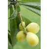 Tree Loquat Tree With 6- 8” Sweet Tropical Live Plant