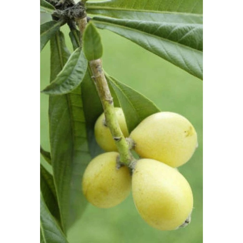 Tree Loquat Tree With 6- 8” Sweet Tropical Live Plant