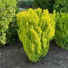 Blooming & Beautiful - Golden Rocket Barberry - 3 gal